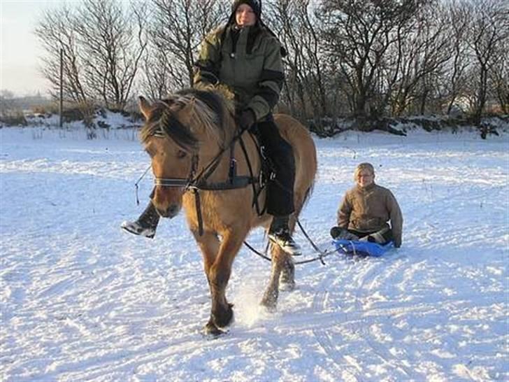 Anden særlig race Lucas - 9# :Malene rider , og laura ( med Winnie herinde ) sidder i kælken ! vinteren 2005 tror jeg d: Foto : Stine Jensen, tror jeg. billede 9