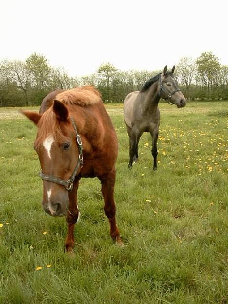 Anden særlig race efterl-charlston*charlie* - charlie med min cantoná i baggrunden ;) billede 1