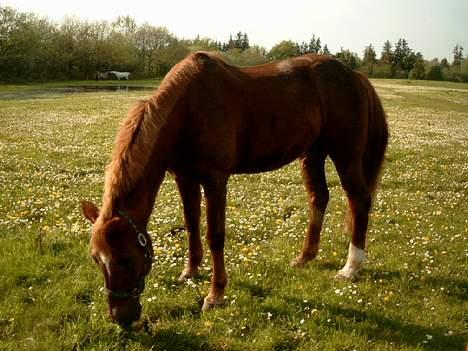 Anden særlig race efterl-charlston*charlie* billede 2