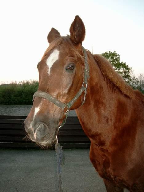 Anden særlig race efterl-charlston*charlie* billede 3