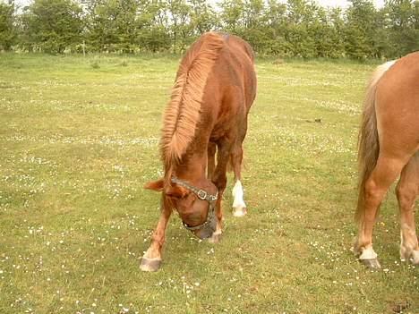 Anden særlig race efterl-charlston*charlie* billede 8