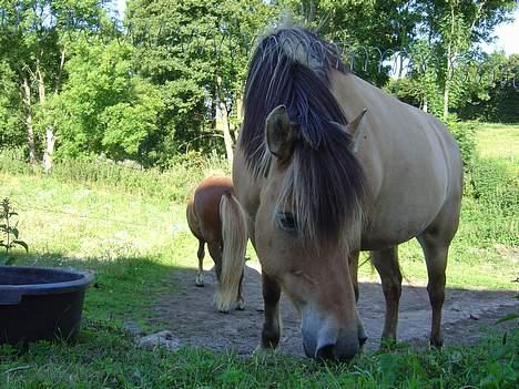 Fjordhest Stella billede 13
