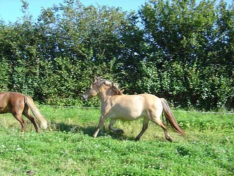 Fjordhest Stella - traav.. billede 14