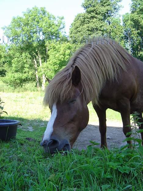 Islænder Ganti fra Valsgård - mmmm.. det smager himmelsk... billede 16