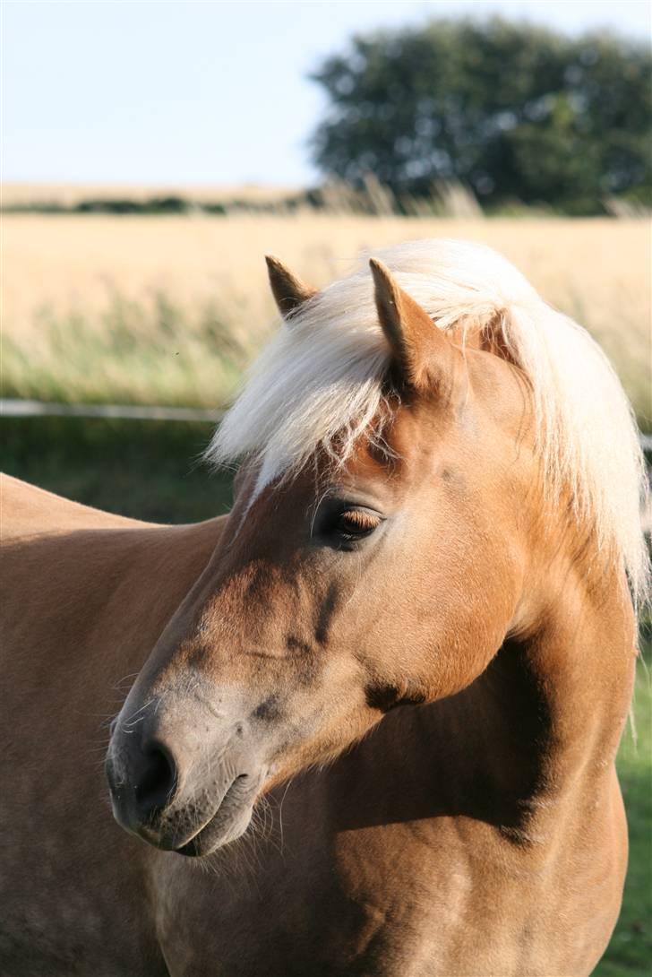 Haflinger Gravenshoveds Omira - Velkommen til Omiras profil :) Hvis du giver middel eller lav, vil jeg gerne have en begrundelse så jeg kan gøre det bedre. billede 1