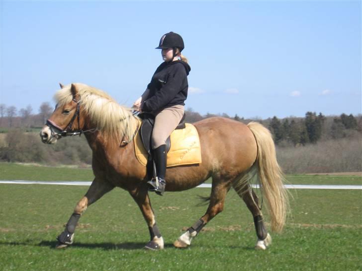 Haflinger Gravenshoveds Omira - Søs og Omira d. 20/4-08 billede 2