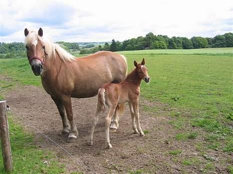 Haflinger Gravenshoveds Omira - Omira og hendes første føl hos os. Han hed Cody og faren var en sort new forest :) billede 3