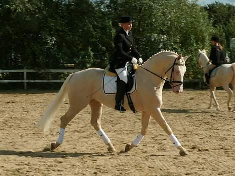 Palomino Magic Memphis - Fremvisning i palomino sportsheste avlsforbundet billede 1