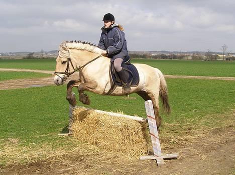 Fjordhest Frederik Midtgård *Himmelhest* - af banen, for her kommer spring bananen! billede 8
