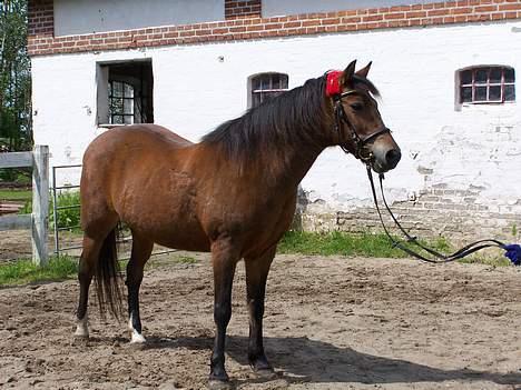 New Forest Lajka R.I.P - Er i ikk snart færdige billede 4