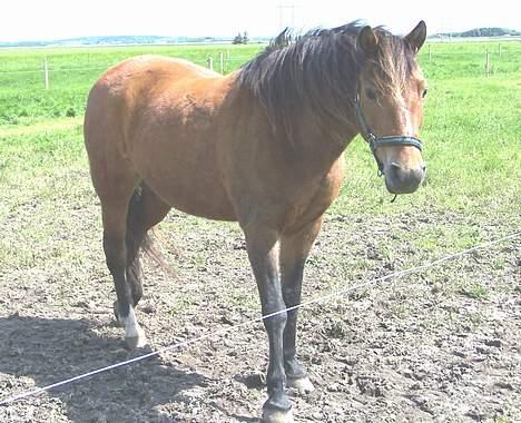 New Forest Lajka R.I.P - Keder mjiig billede 5