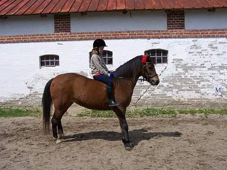 New Forest Lajka R.I.P - Jeg vil ikk stå her mere billede 6