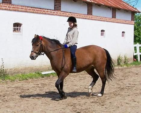 New Forest Lajka R.I.P - Ride ride ride billede 7