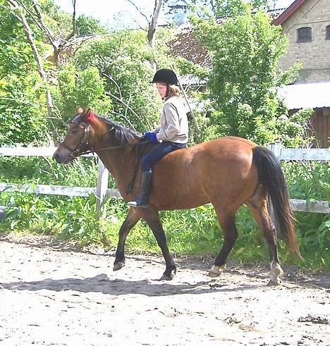 New Forest Lajka R.I.P - Drej for satan billede 8