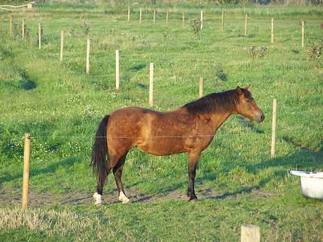New Forest Lajka R.I.P - Kigger over på de skønne vallaker billede 9