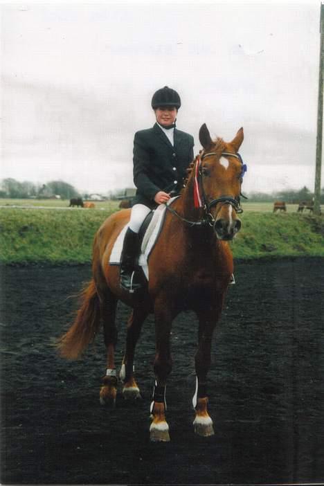 Frederiksborg Alladin Lyngholt  *død* - Alladin til stævne.. 1. og 2. plads her.. Rytter: Stine Laugesen  billede 1