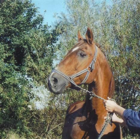 Frederiksborg Alladin Lyngholt  *død* billede 2