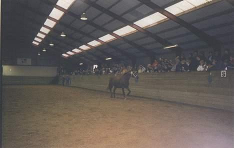 Frederiksborg Alladin Lyngholt  *død* - svendborg 2000 billede 11