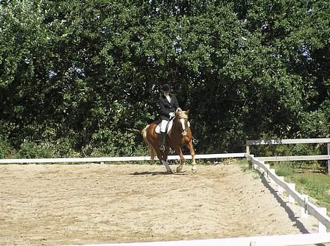 Anden særlig race Irish Magic - Midt i et program.. billede 16