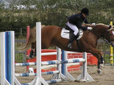 Anden særlig race Irish Magic - Ja ikke hele Magic hoved er med, men godt er det jo alligevel. billede 17