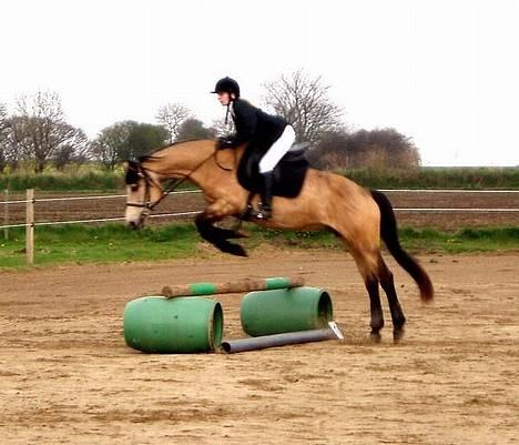 Connemara Mosens Rose Maree - Her er vi så til stævne. Billedet er fra omspringningen og det endte med en 2. plads da hun refuserede ved 1. spring i omspringningen da der stod en ko på den anden side af hegnet. Men fik den bedste tid alligevel. Billedet er taget af Line Madsen. billede 9