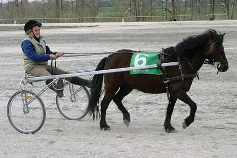 Gotlandsruss Maja (DØD) - Gitte kører med Maja billede 10