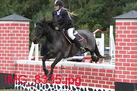 Connemara Molly Malone **R.I.P**:'( - Springstævne LA billede 3