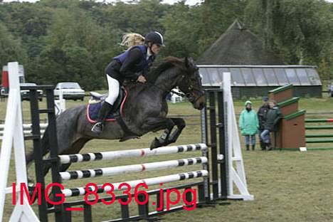 Connemara Molly Malone **R.I.P**:'( - Springstævne OHR billede 4