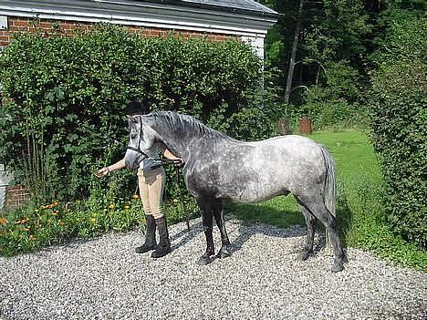 Welsh Mountain (sec A) Elvis Pony - Jeg er lige blevet vasket og hun vil ikke give mig det rugbrød billede 4