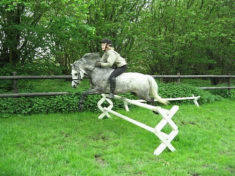 Welsh Mountain (sec A) Elvis Pony -  Lige lidt spring uden sadel, vi tager lige 2 kavaletis ! billede 5