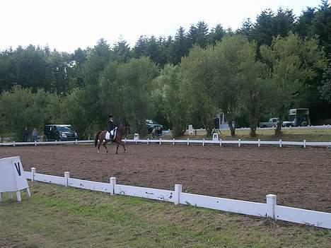 Anden særlig race Tennessee *solgt* - landsstævne på mors 2005.. billede 16