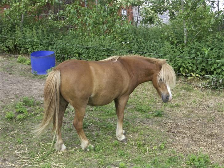 Anden særlig race Stebbi - R.I.P Stebbi. Du betød så meget for mig - det gør du stadig ! billede 7