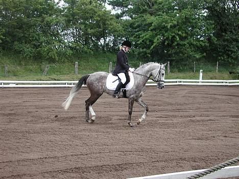 New Forest White Lady - Mig og Ladys første stævne På GDR!! billede 4