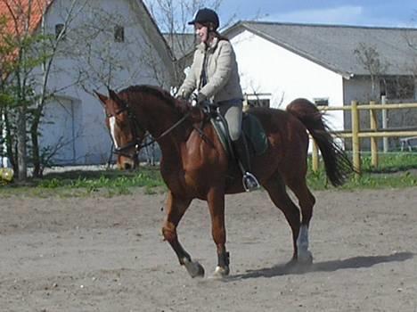 Hannoveraner Joe boy - nyt april 07 billede 8