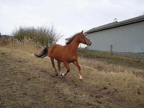 Hannoveraner Joe boy - min vildbasse. billede 9