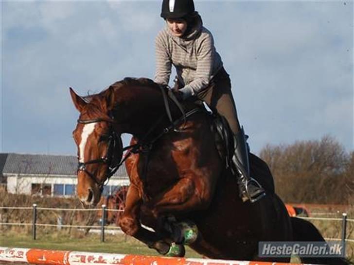 Hannoveraner Joe boy billede 14