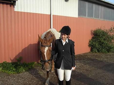 Hannoveraner Joe boy - træt efter endt ridt billede 15