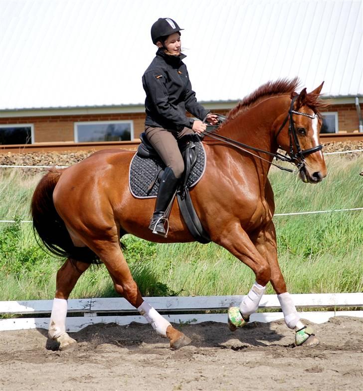 Hannoveraner Joe boy - nyt maj billede 16