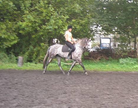 Connemara Baunely's Daphne - Versade. 29/9-06. billede 13