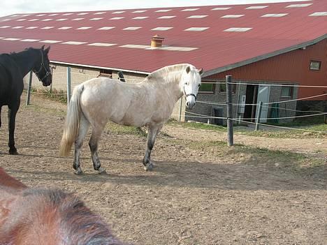 Anden særlig race Dunja -  Dunja  billede 10
