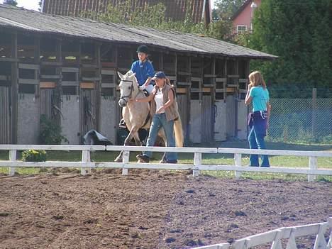 Anden særlig race Dunja -  Dunja på vej ind på banen i Odenese .  billede 5