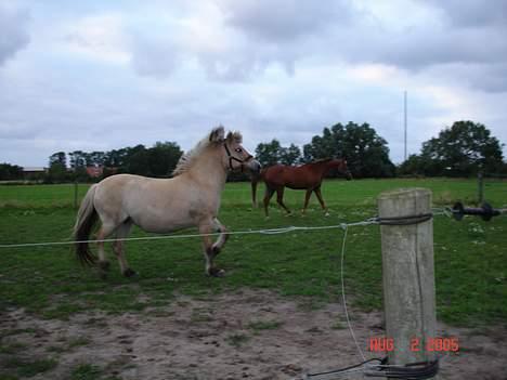 Fjordhest Tøsen (Aflivet d. 7-1-08) - yes... fuld galop fremad.. billede 11