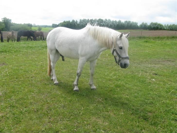 New Forest Nero - afslapning på folden. d. 19-5-2008 billede 9