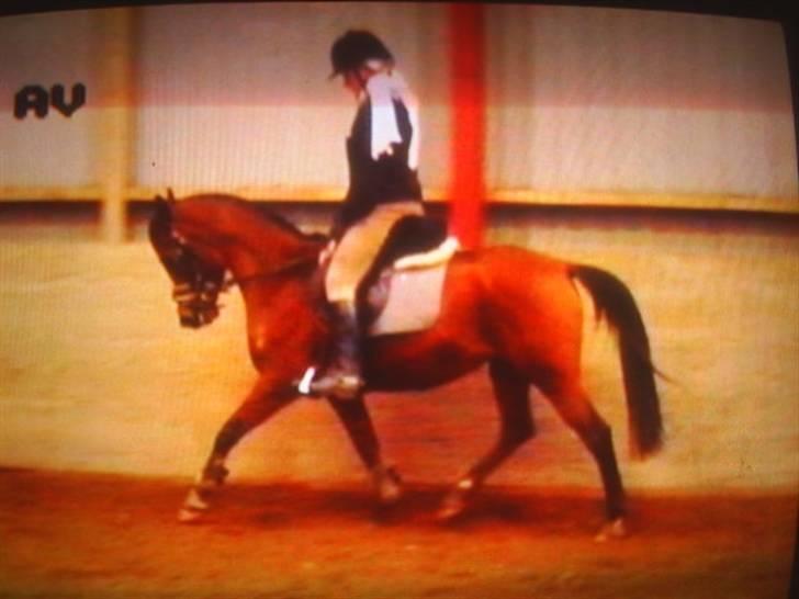 Arabisk fuldblod (OX)  ox"Sienna"  solgt - araberen kunne sgu gå på sine ben ;) billede 7