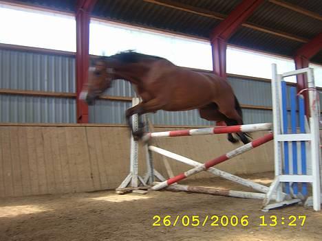 Anden særlig race Monty*** solgt*** :( - Wee det er sjovt! billede 2