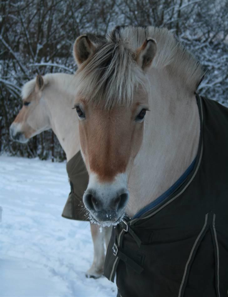 Fjordhest Ågerupgårds Diva RIP billede 9