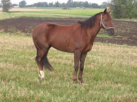 Fuldblod (XX) Horizontas (Død) - Uh den lille mand fryser! billede 1