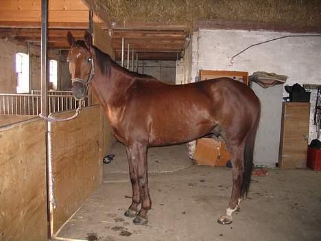 Fuldblod (XX) Horizontas (Død) - Kigger efter sine hopper! billede 2