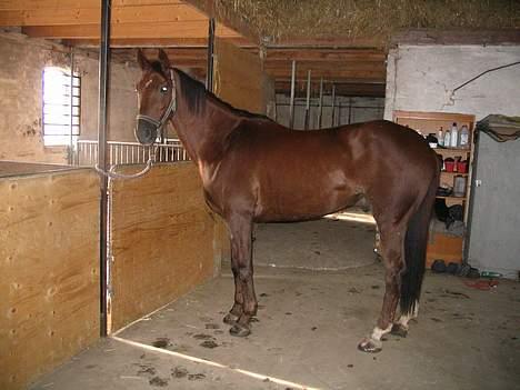 Fuldblod (XX) Horizontas (Død) - Hvor er mine hopper ? Tænker Sontas billede 3