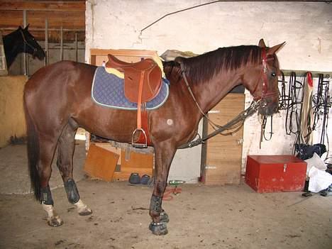 Fuldblod (XX) Horizontas (Død) - Tid til træning billede 4